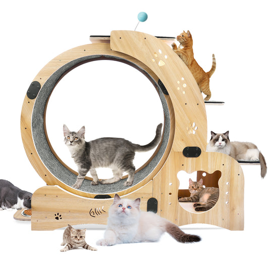 Cat Wheel 6-in-1 Cat Exercise Wheel  Shop One Place